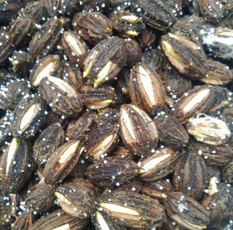 珙桐（又名中国鸽子树）种籽沙藏珙桐种籽量大从优
