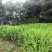 阳荷