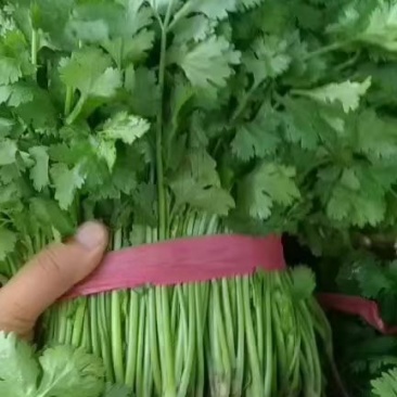 大叶香菜