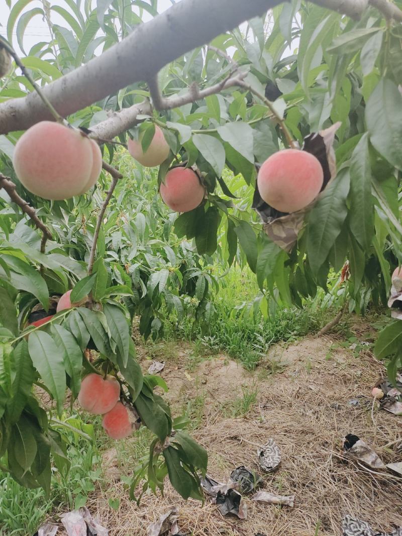突围纸袋桃