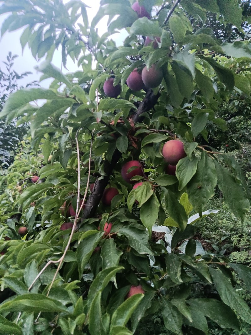 河北保定易县狼牙山大石早生李子，一手货源地头看货