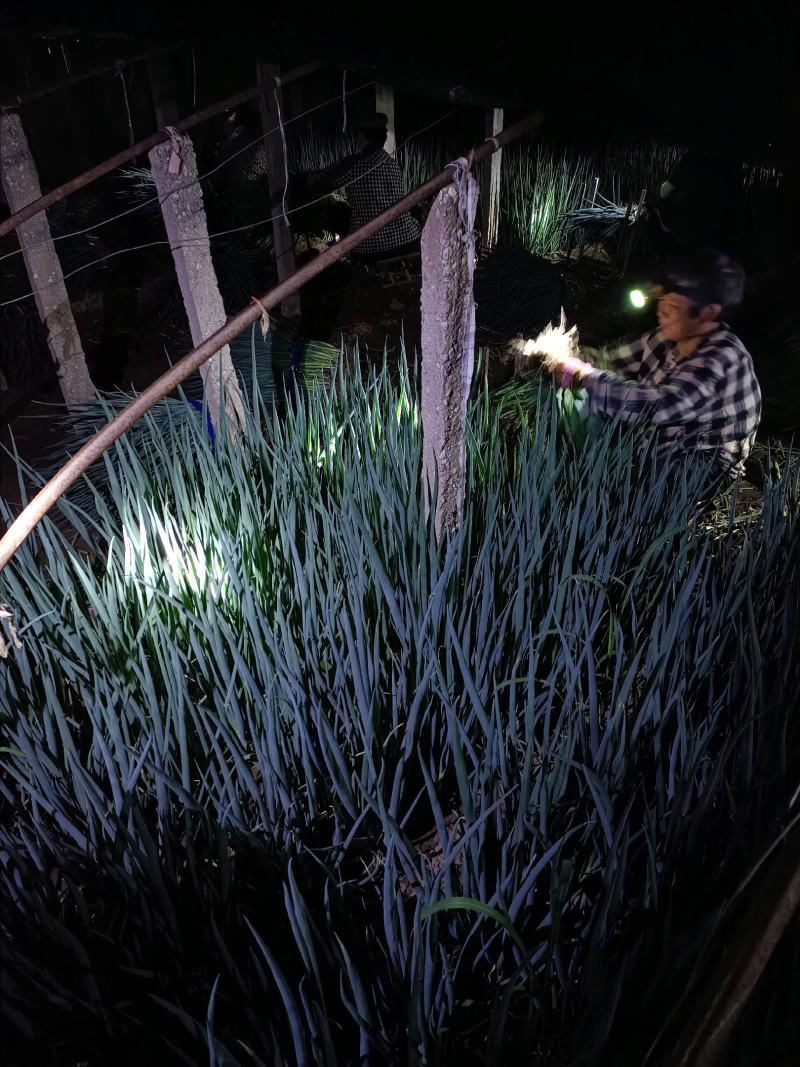香葱小葱60~70cm【质量保证】【产地直销】