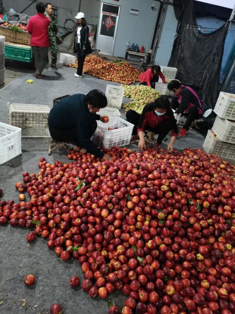 油桃，蟠桃露天大量上市，价格便宜