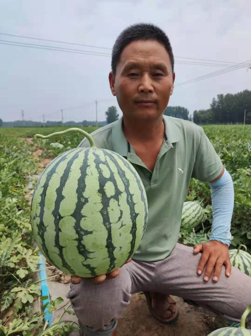 美佳二号西瓜开园下瓜市场皮薄多汁品种囗感酥脆耐运输大红瓤