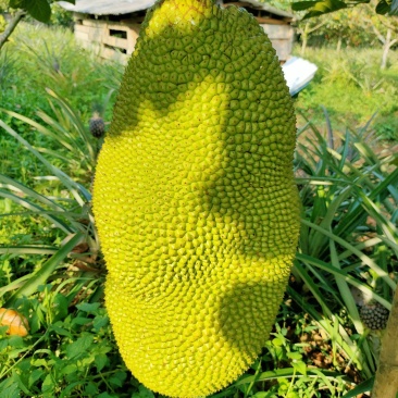 马来西亚1号