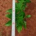 130红盆绣球，打过2次头！露天！