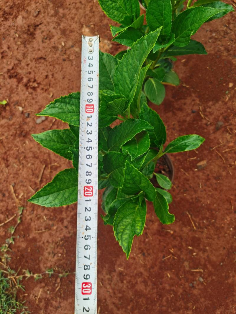 130红盆绣球，打过2次头！露天！