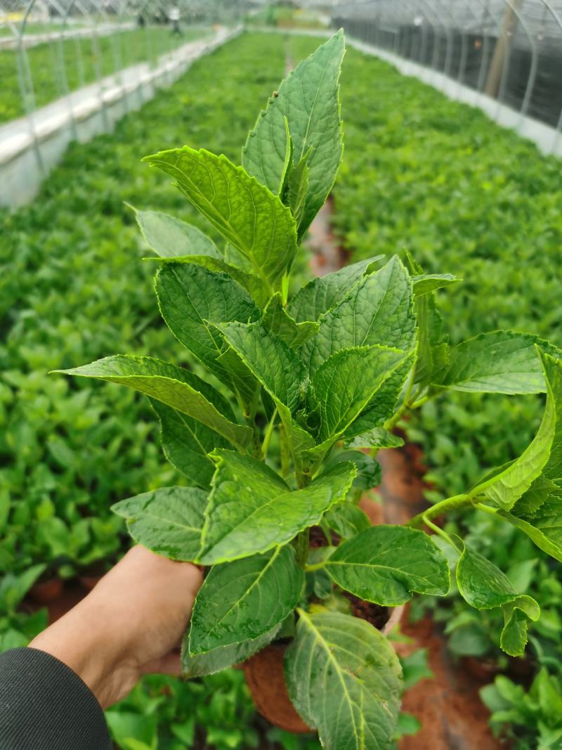 130红盆绣球，打过2次头！露天！