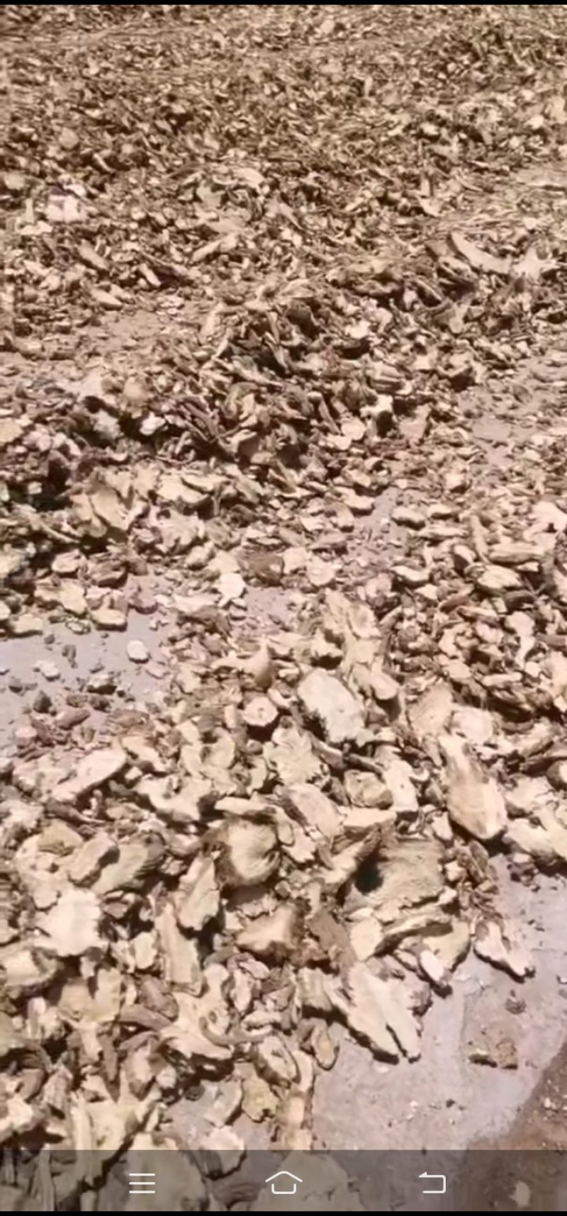 华亭肉独活，独活、(甘肃华亭产地直销)