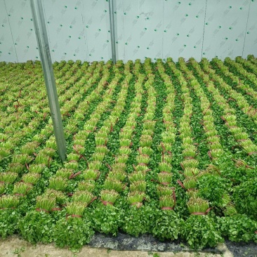 大叶香菜