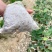 嫁接营养袋金银花苗湖南金银花苗,抗病强好管理产量高