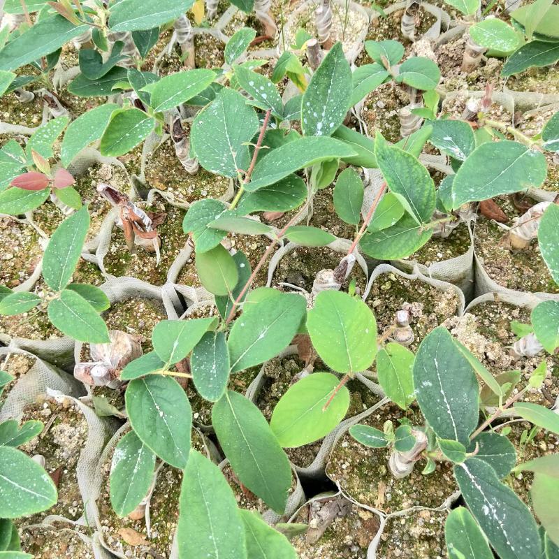 嫁接营养袋金银花苗湖南金银花苗,抗病强好管理产量高