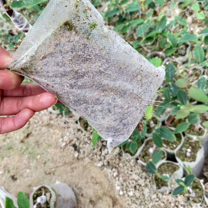 嫁接营养袋金银花苗湖南金银花苗,抗病强好管理产量高