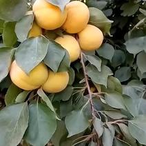 凯特大杏，好吃核小，，，，，，，，，，，，，，，，，，，