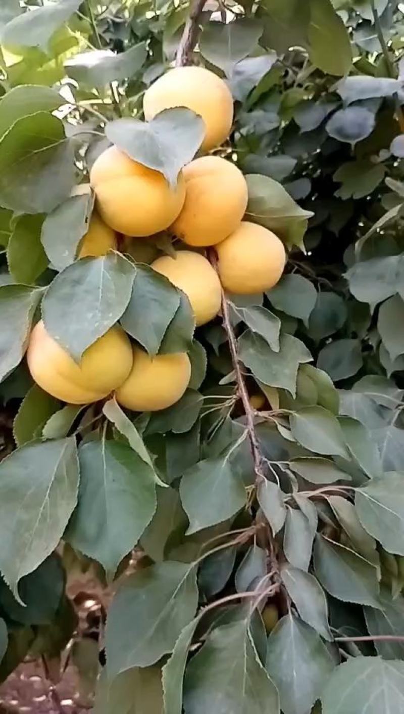 凯特大杏，好吃核小，，，，，，，，，，，，，，，，，，，