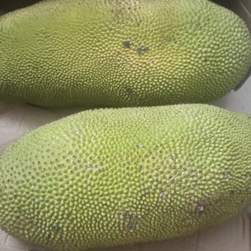 菠萝蜜，干包，个大，出肉多，每个15～30斤一个。