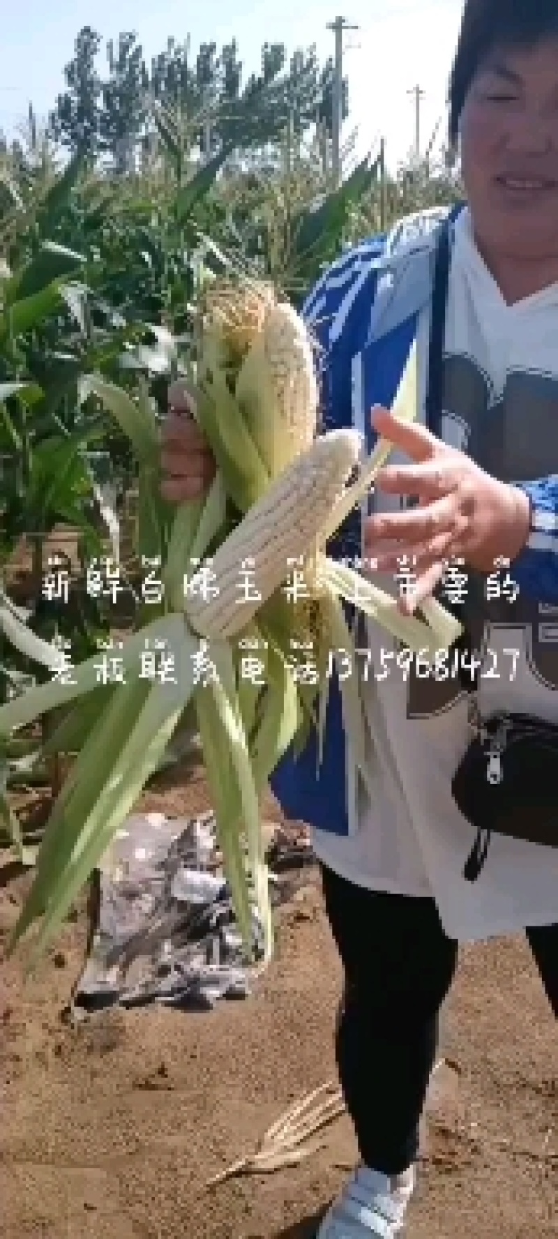 万糯2000有货需要的老板前来一亩选购