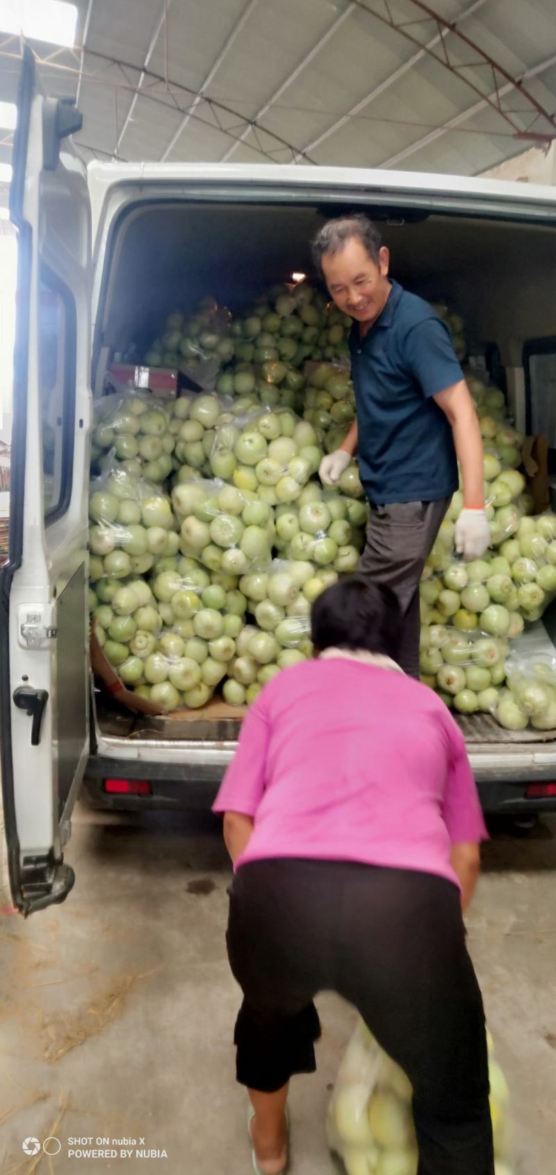 甜瓜青皮甜瓜产地直销一手货源支持视频看货全国代发