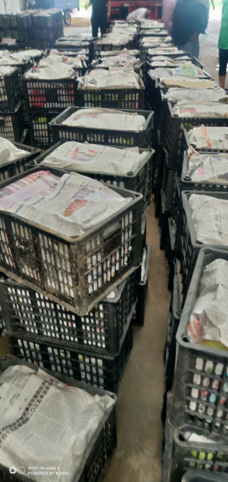 甜瓜青皮甜瓜产地直销一手货源支持视频看货全国代发