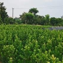 苗圃批发小叶罗汉松苗罗汉松毛球品种优易成活规格全量大从优