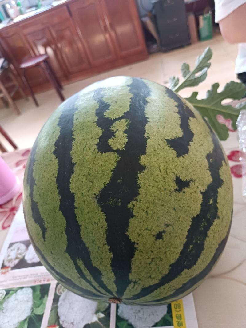 皮薄肉甜的甜王西瓜