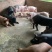 三杂猪，每个猪大概240斤一头，肉质鲜美，吃起来很香。