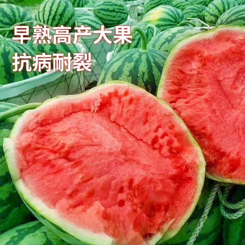精品美都热新上市开园头瓜皮薄多肉价格美丽
