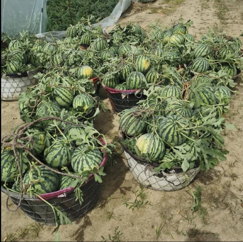 精品美都热新上市开园头瓜皮薄多肉价格美丽