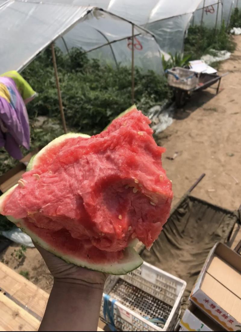精品美都热新上市开园头瓜皮薄多肉价格美丽