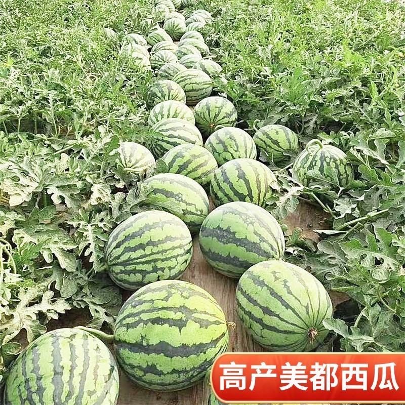 精品美都热新上市开园头瓜皮薄多肉价格美丽