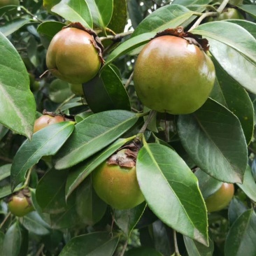苗圃直供优质红花油茶地苗红花油茶杯苗高产抗病红花果大批发