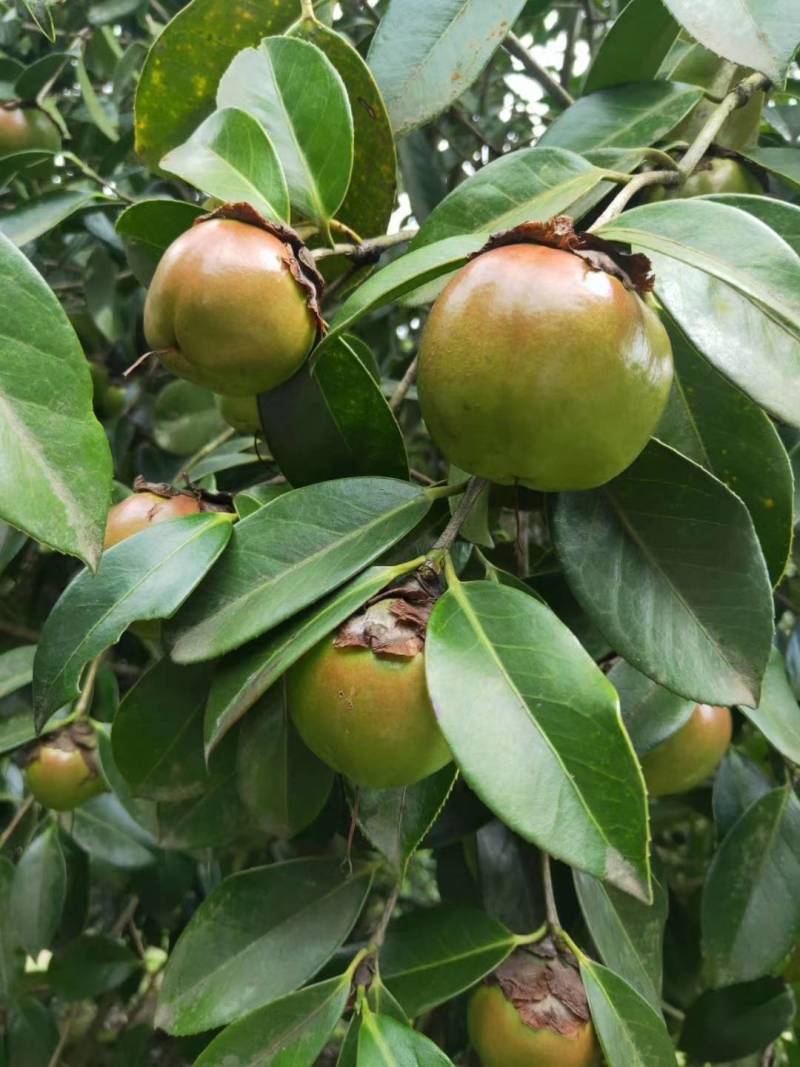 苗圃直供优质红花油茶地苗红花油茶杯苗高产抗病红花果大批发