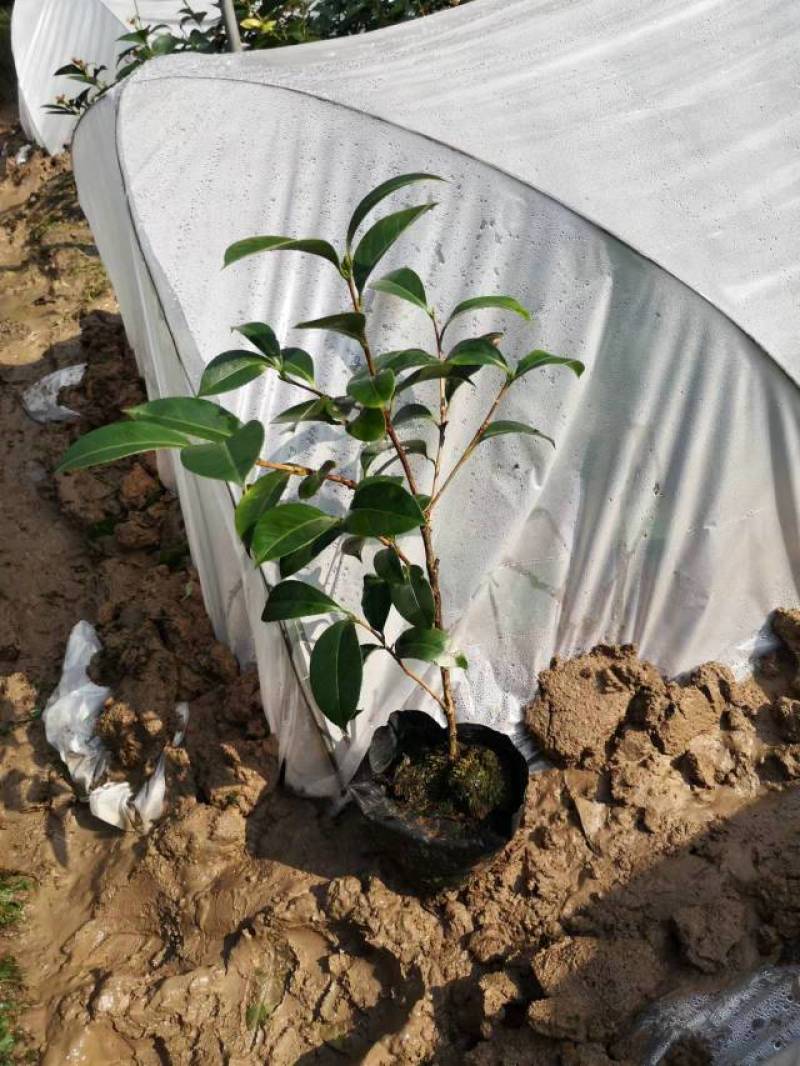 苗圃直供优质红花油茶地苗红花油茶杯苗高产抗病红花果大批发