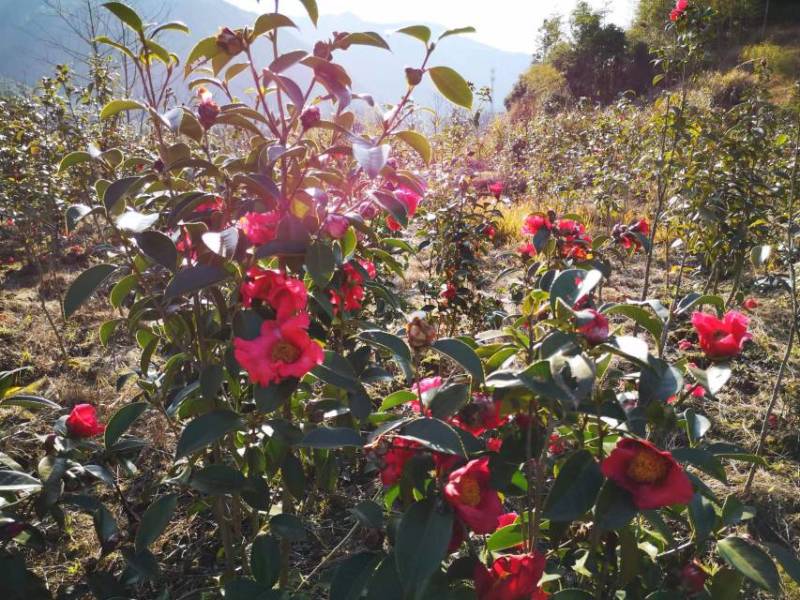 苗圃直供优质红花油茶地苗红花油茶杯苗高产抗病红花果大批发