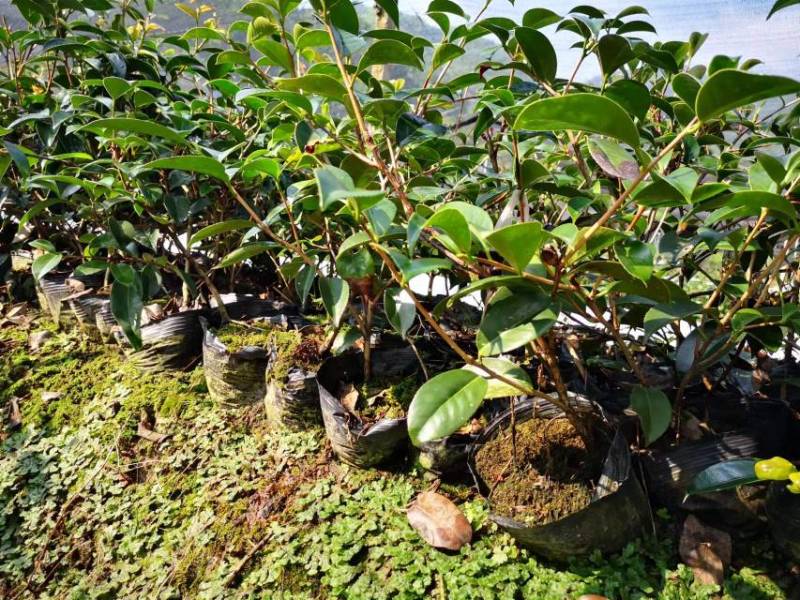 苗圃直供优质红花油茶地苗红花油茶杯苗高产抗病红花果大批发