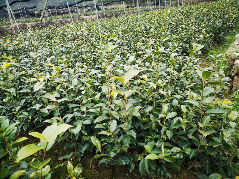 苗圃直供优质红花油茶地苗红花油茶杯苗高产抗病红花果大批发