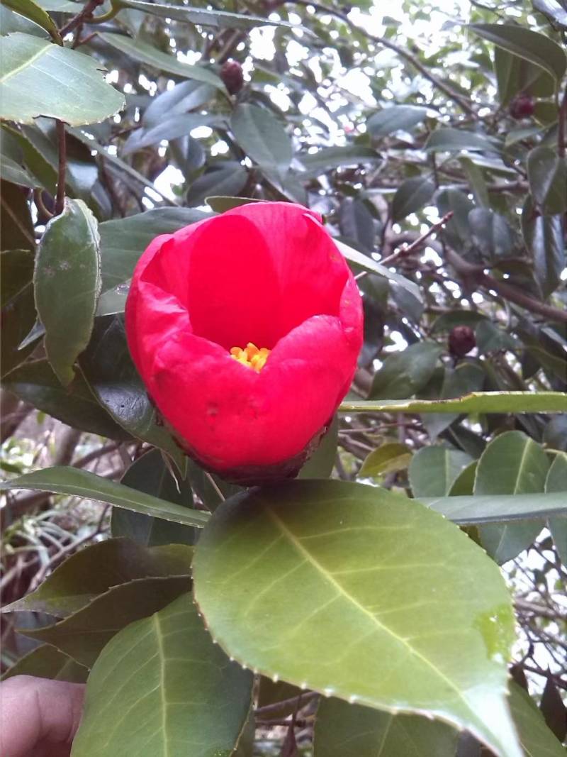 苗圃直供优质红花油茶地苗红花油茶杯苗高产抗病红花果大批发