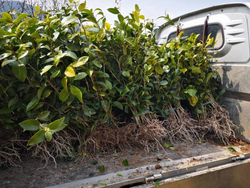 苗圃直供优质红花油茶地苗红花油茶杯苗高产抗病红花果大批发