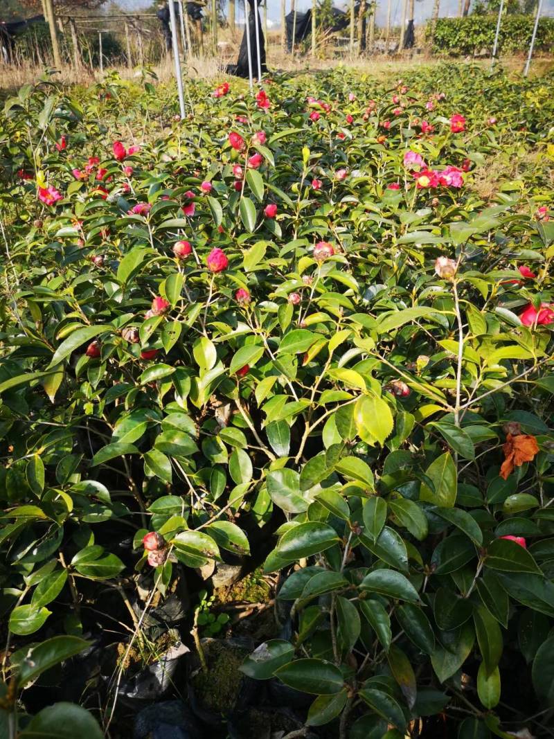 苗圃直供优质红花油茶地苗红花油茶杯苗高产抗病红花果大批发