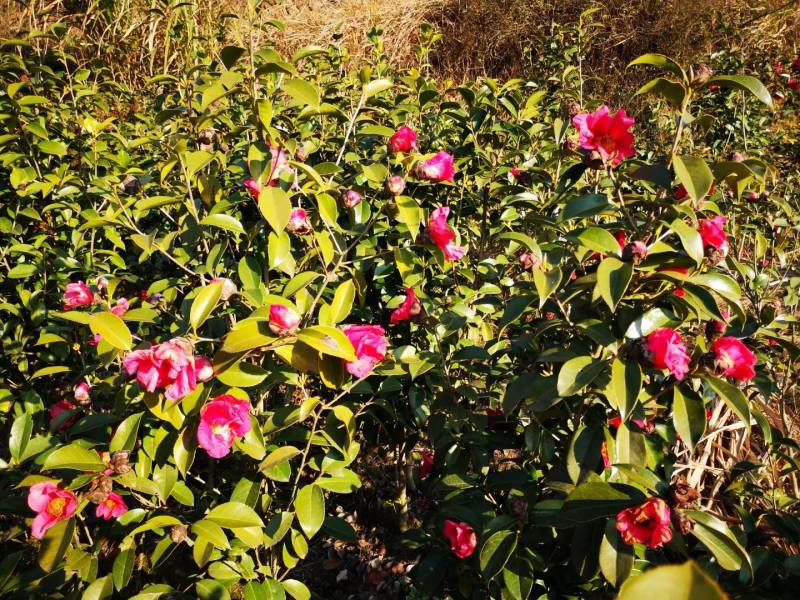 苗圃直供优质红花油茶地苗红花油茶杯苗高产抗病红花果大批发