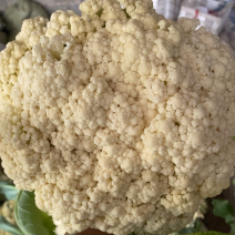 山东有机花产地青梗白面菜花大量现货花球洁白质量好可发货