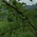 生态种植