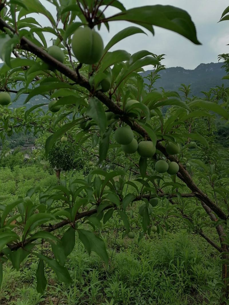 生态种植