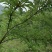 生态种植