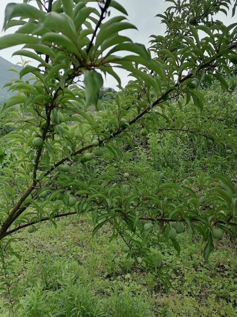 生态种植
