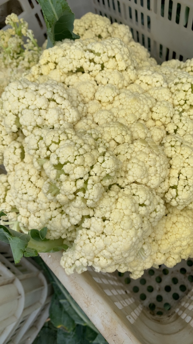 山东有机花产地青梗白面菜花大量现货花球洁白质量好可发货
