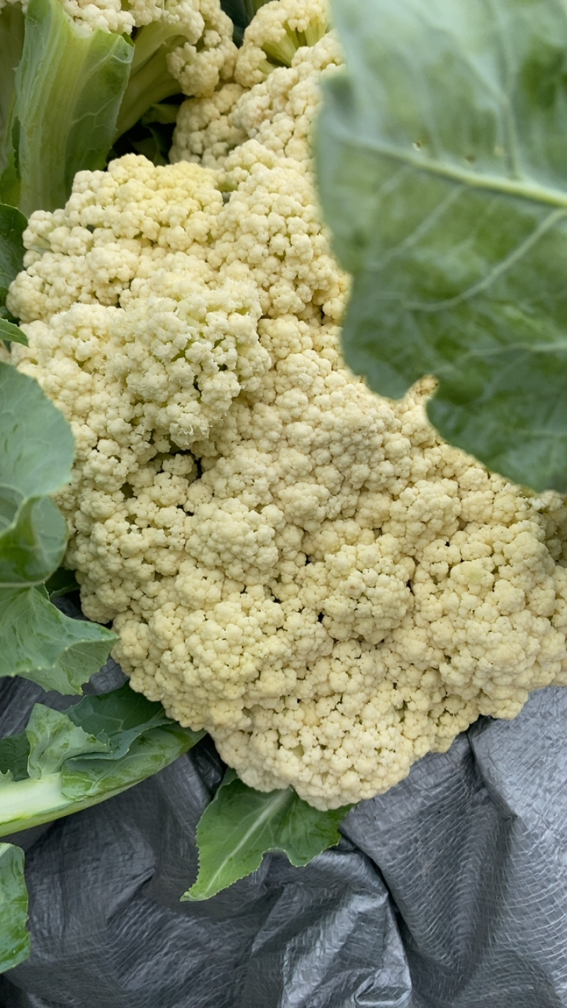 山东有机花产地青梗白面菜花大量现货花球洁白质量好可发货