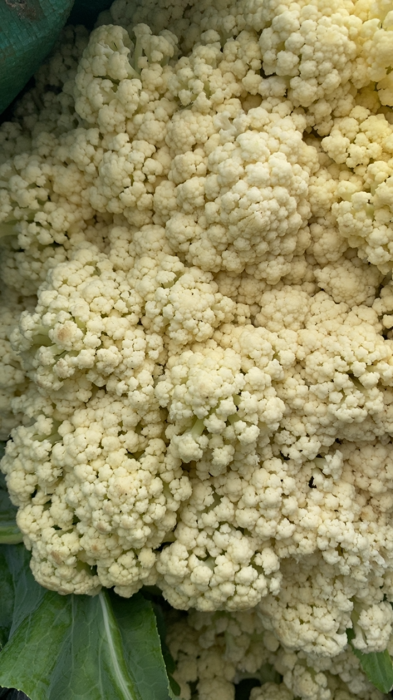 山东有机花产地青梗白面菜花大量现货花球洁白质量好可发货