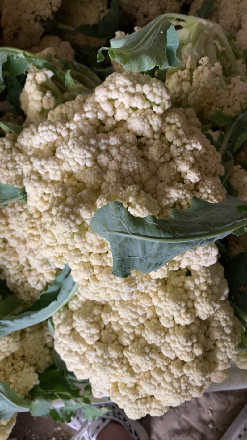山东有机花产地青梗白面菜花大量现货花球洁白质量好可发货