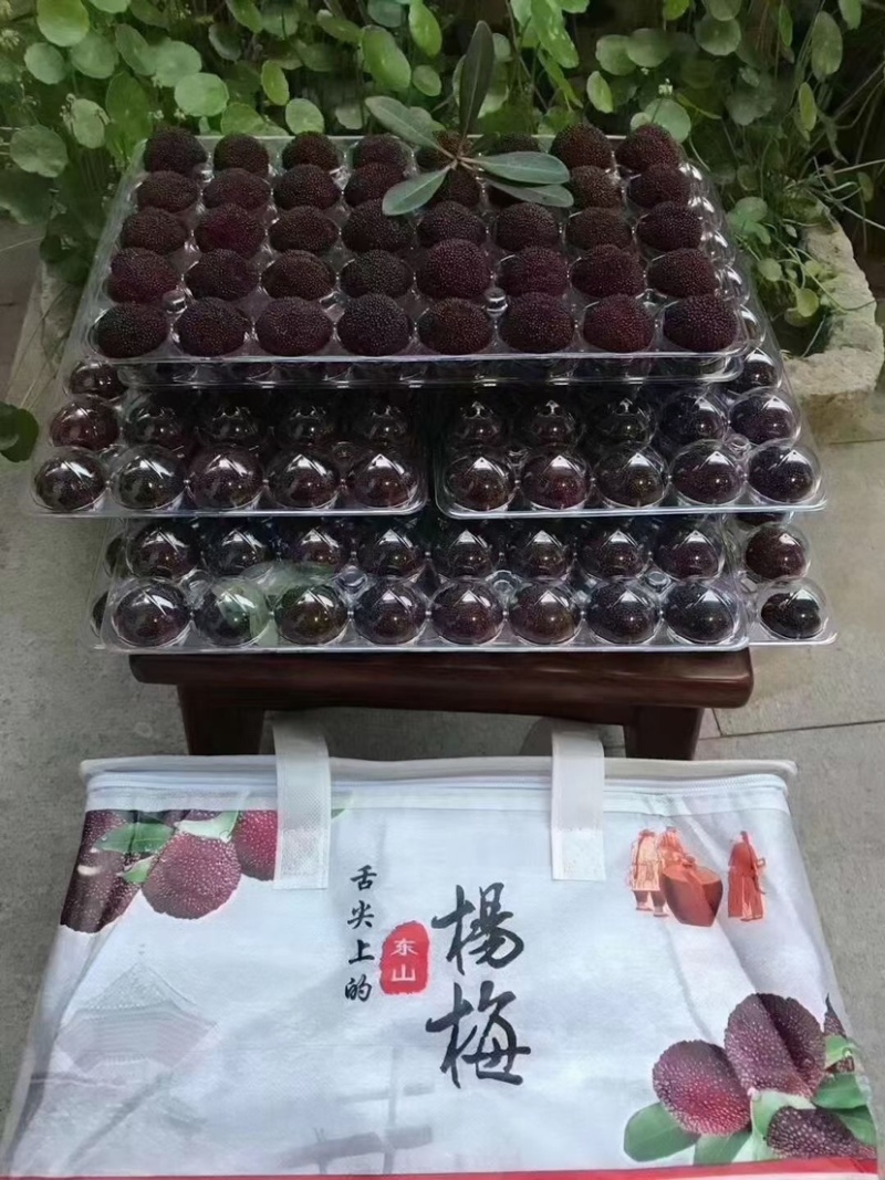 苏州东山乌紫杨梅火热🔥销售中